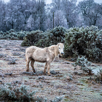 Buy canvas prints of New Forest Pony in a frosty landscape by Sue Knight