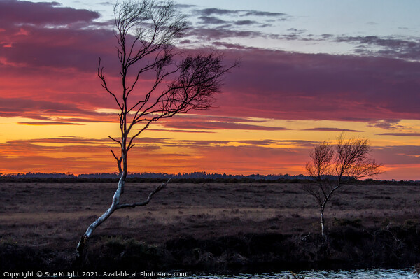 Dramatic New Forest Sunset Picture Board by Sue Knight