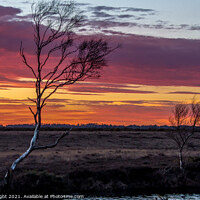 Buy canvas prints of Dramatic New Forest Sunset by Sue Knight