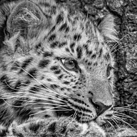 Buy canvas prints of Black and white portrait of a Snow Leopard cub by Sue Knight