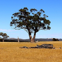 Buy canvas prints of  Outback summer  by laurence hyde