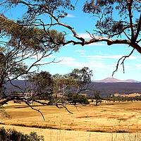 Buy canvas prints of Outback Harvest field by laurence hyde