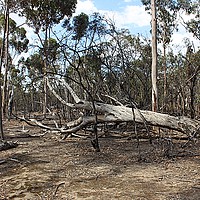 Buy canvas prints of Outback tree collapse by laurence hyde