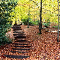 Buy canvas prints of Stairway to Autumn by laurence hyde