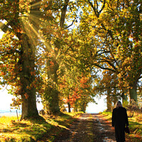 Buy canvas prints of Autumn Morning Walk by Stephen Hamer
