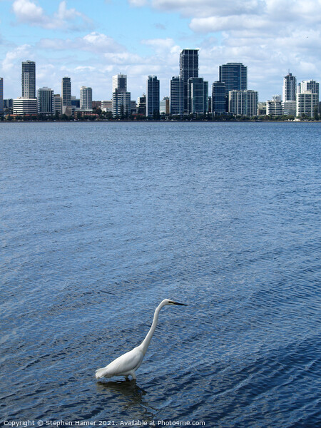 Egret on the Swan River Picture Board by Stephen Hamer