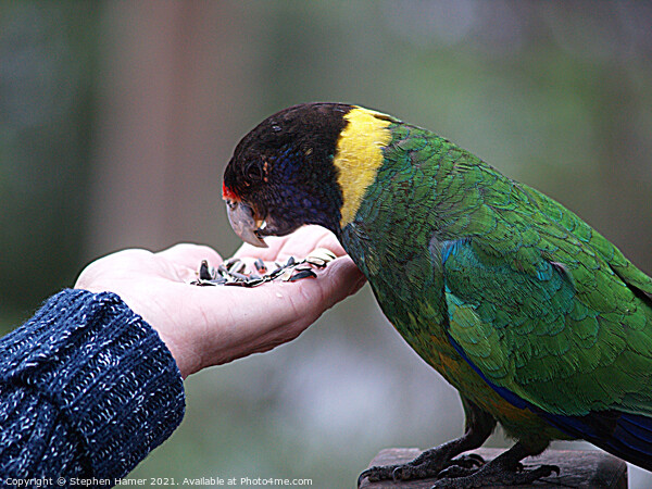 Australian Ringneck Parrot Picture Board by Stephen Hamer