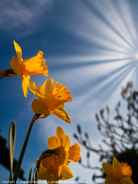 Daffodils in Sunrays Picture Board by Stephen Hamer