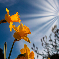 Buy canvas prints of Daffodils in Sunrays by Stephen Hamer