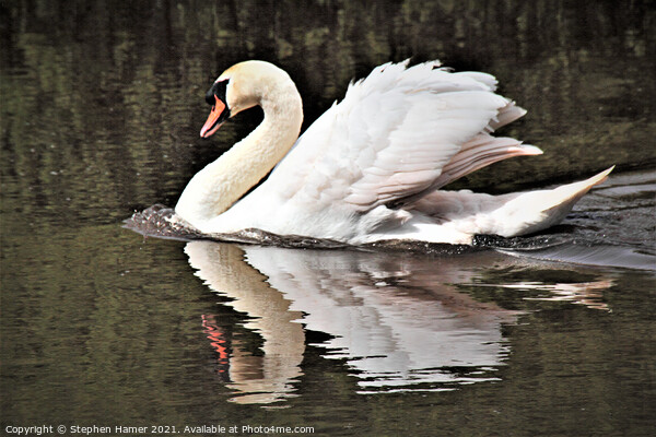 Swimming Swan Picture Board by Stephen Hamer