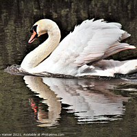 Buy canvas prints of Swimming Swan by Stephen Hamer