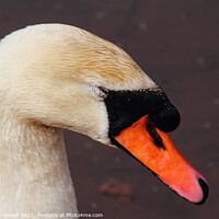 Buy canvas prints of Chilled Out Swan by Stephen Hamer