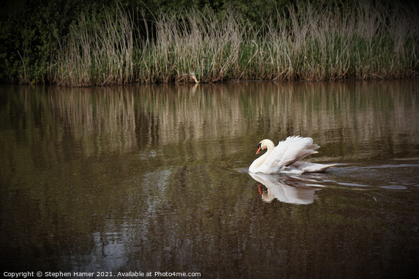 Graceful Swan Picture Board by Stephen Hamer