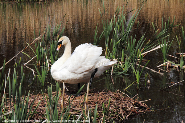 Mute Swan and Nest Picture Board by Stephen Hamer