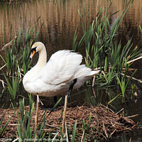 Buy canvas prints of Mute Swan and Nest by Stephen Hamer