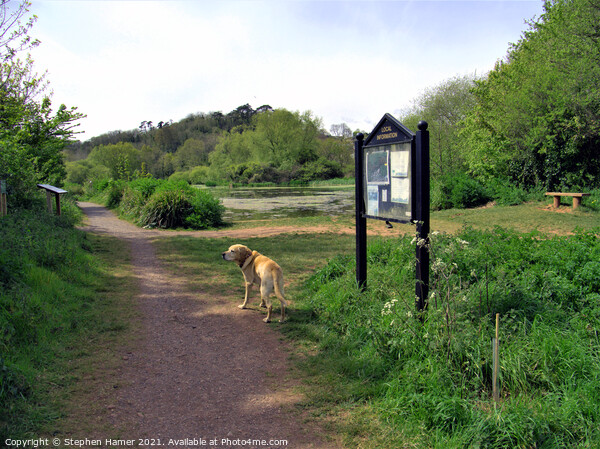 Dog Walk around Ponds Picture Board by Stephen Hamer