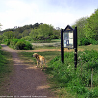 Buy canvas prints of Dog Walk around Ponds by Stephen Hamer