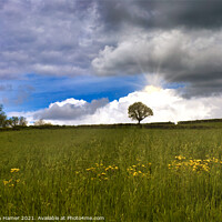 Buy canvas prints of Grass Meadow by Stephen Hamer