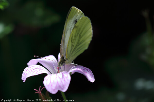 Green--Veined White Butterfly Picture Board by Stephen Hamer