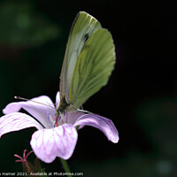 Buy canvas prints of Green--Veined White Butterfly by Stephen Hamer