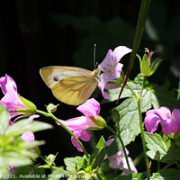 Buy canvas prints of Green--Veined White Butterfly on Cranesbill by Stephen Hamer