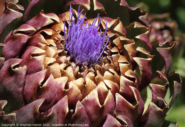 Purple Florets Picture Board by Stephen Hamer