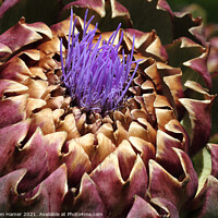 Buy canvas prints of Purple Florets by Stephen Hamer