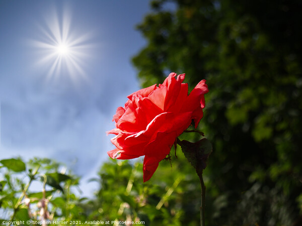 Sun Soaked Rose Picture Board by Stephen Hamer