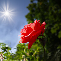 Buy canvas prints of Sun Soaked Rose by Stephen Hamer