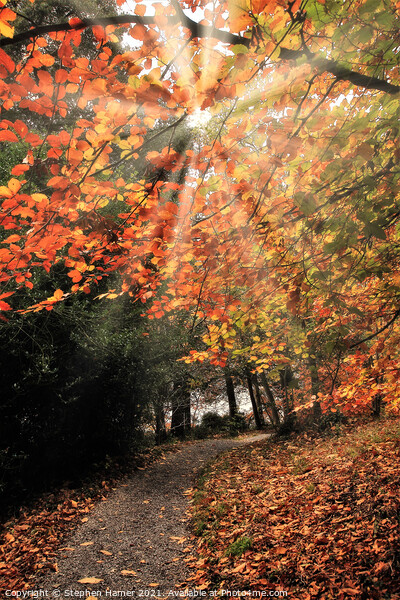 Autumn Pathway Picture Board by Stephen Hamer