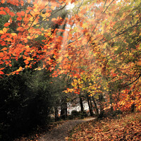 Buy canvas prints of Autumn Pathway by Stephen Hamer