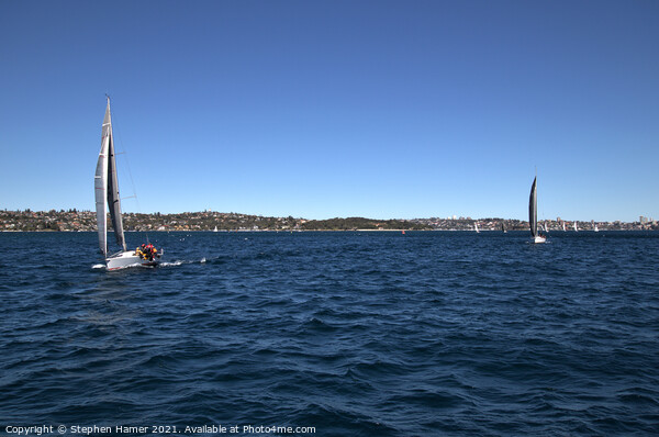 Sailing in Sydney Harbour Picture Board by Stephen Hamer