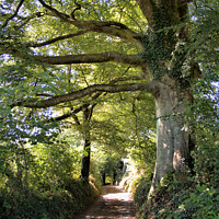 Buy canvas prints of Country lane Canopy by Stephen Hamer