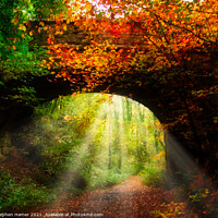 Buy canvas prints of Autumn Woodland Walking Trail by Stephen Hamer
