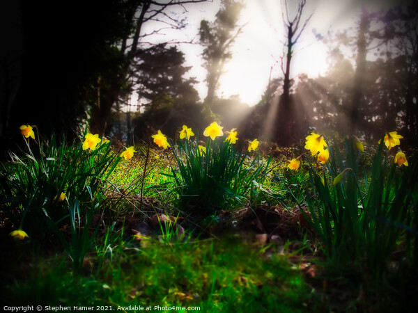 Sunlit Daffodils Picture Board by Stephen Hamer