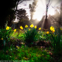Buy canvas prints of Sunlit Daffodils by Stephen Hamer