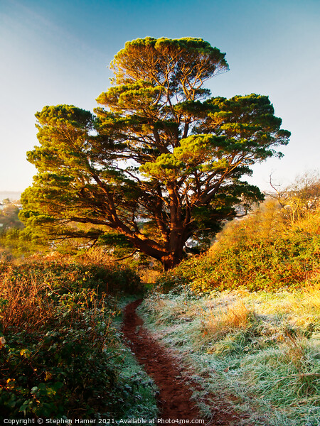 Lebanon Cedar tree on a frosty morning Picture Board by Stephen Hamer