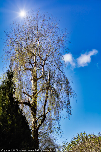 Silver Birch and Blue Sky Picture Board by Stephen Hamer