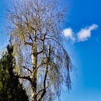 Buy canvas prints of Silver Birch and Blue Sky by Stephen Hamer