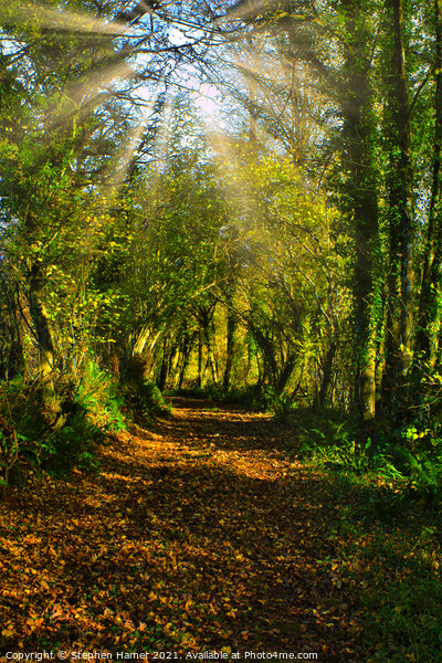Woodland track in Autumn Picture Board by Stephen Hamer