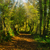 Buy canvas prints of Woodland track in Autumn by Stephen Hamer