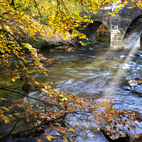 Buy canvas prints of River Dart in Autumn by Stephen Hamer