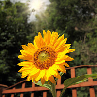 Buy canvas prints of Sunshine and Sunflower by Stephen Hamer