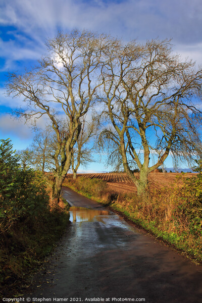 Ash Tree's in Winter Picture Board by Stephen Hamer