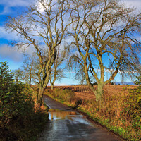 Buy canvas prints of Ash Tree's in Winter by Stephen Hamer