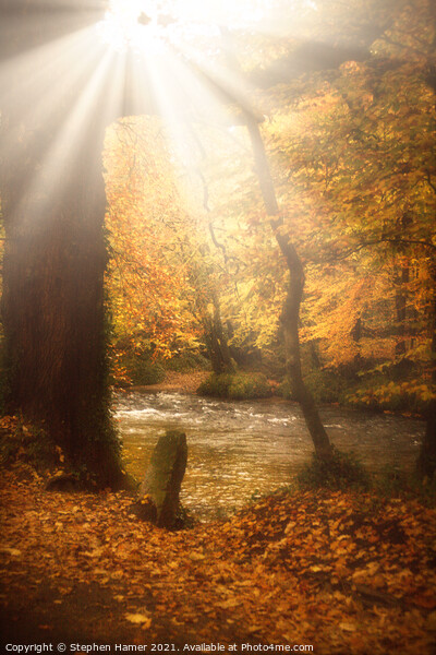 Autumn Light Picture Board by Stephen Hamer