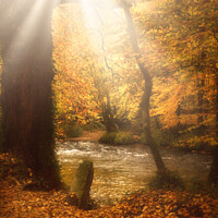 Buy canvas prints of Autumn Light by Stephen Hamer