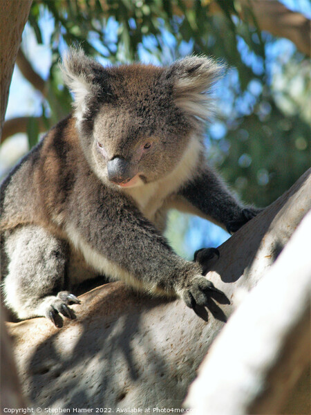 Kings Park Koala Picture Board by Stephen Hamer