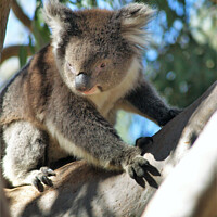 Buy canvas prints of Kings Park Koala by Stephen Hamer