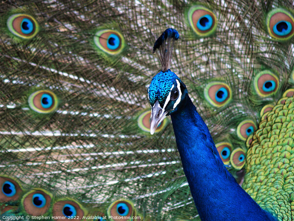 Proud as a Peacock Picture Board by Stephen Hamer